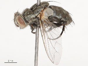  ( - CBG-B04795-C01)  @11 [ ] CreativeCommons - Attribution Share - Alike (2025) CBG Photography Group Centre for Biodiversity Genomics