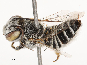  ( - CBG-B04795-D02)  @11 [ ] CreativeCommons - Attribution Share - Alike (2025) CBG Photography Group Centre for Biodiversity Genomics