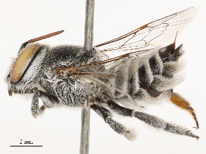  ( - CBG-B04795-D03)  @11 [ ] CreativeCommons - Attribution Share - Alike (2025) CBG Photography Group Centre for Biodiversity Genomics