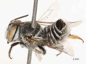  ( - CBG-B04795-D06)  @11 [ ] CreativeCommons - Attribution Share - Alike (2025) CBG Photography Group Centre for Biodiversity Genomics