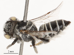  ( - CBG-B04795-E02)  @11 [ ] CreativeCommons - Attribution Share - Alike (2025) CBG Photography Group Centre for Biodiversity Genomics