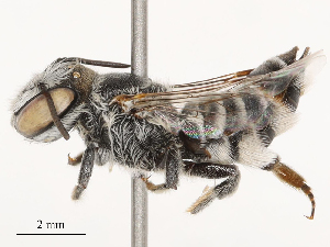  ( - CBG-B04795-F05)  @11 [ ] CreativeCommons - Attribution Share - Alike (2025) CBG Photography Group Centre for Biodiversity Genomics