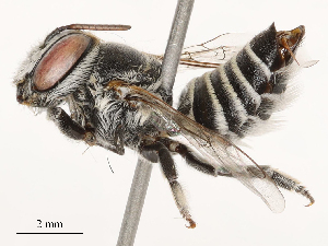  ( - CBG-B04795-F07)  @11 [ ] CreativeCommons - Attribution Share - Alike (2025) CBG Photography Group Centre for Biodiversity Genomics