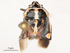  ( - CBG-B04798-A11)  @11 [ ] CreativeCommons - Attribution Share - Alike (2025) CBG Photography Group Centre for Biodiversity Genomics