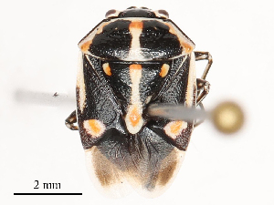  ( - CBG-B04798-B01)  @11 [ ] CreativeCommons - Attribution Share - Alike (2025) CBG Photography Group Centre for Biodiversity Genomics