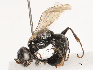  ( - CBG-B04798-E02)  @11 [ ] CreativeCommons - Attribution Share - Alike (2025) CBG Photography Group Centre for Biodiversity Genomics