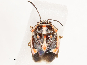  ( - CBG-B04798-F01)  @11 [ ] CreativeCommons - Attribution Share - Alike (2025) CBG Photography Group Centre for Biodiversity Genomics