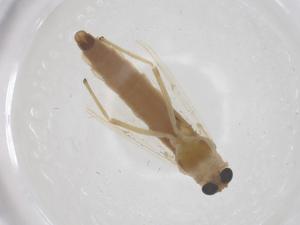  ( - CBG-B04815-C10)  @11 [ ] CreativeCommons - Attribution Share - Alike (2025) Centre for Biodiversity Genomics Centre for Biodiversity Genomics