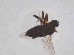  ( - CBG-B04836-B06)  @11 [ ] CreativeCommons - Attribution Share - Alike (2025) Centre for Biodiversity Genomics Centre for Biodiversity Genomics