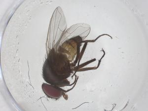  ( - CBG-B04850-A09)  @11 [ ] CreativeCommons - Attribution Share - Alike (2025) Centre for Biodiversity Genomics Centre for Biodiversity Genomics