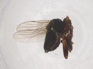  ( - CBG-B04851-H03)  @11 [ ] CreativeCommons - Attribution Share - Alike (2025) Centre for Biodiversity Genomics Centre for Biodiversity Genomics