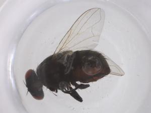  ( - CBG-B04856-A04)  @11 [ ] CreativeCommons - Attribution Share - Alike (2025) Centre for Biodiversity Genomics Centre for Biodiversity Genomics