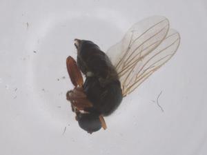  ( - CBG-B04859-C10)  @11 [ ] CreativeCommons - Attribution Share - Alike (2025) Centre for Biodiversity Genomics Centre for Biodiversity Genomics