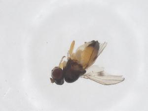  ( - CBG-B04860-D09)  @11 [ ] CreativeCommons - Attribution Share - Alike (2025) Centre for Biodiversity Genomics Centre for Biodiversity Genomics