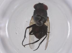  ( - CBG-B04966-B11)  @11 [ ] CreativeCommons - Attribution Share - Alike (2025) Centre for Biodiversity Genomics Centre for Biodiversity Genomics