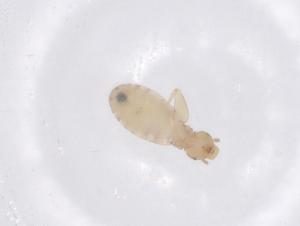  ( - CBG-B04966-G07)  @11 [ ] CreativeCommons - Attribution Share - Alike (2025) Centre for Biodiversity Genomics Centre for Biodiversity Genomics