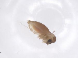  ( - CBG-B04966-G12)  @11 [ ] CreativeCommons - Attribution Share - Alike (2025) Centre for Biodiversity Genomics Centre for Biodiversity Genomics