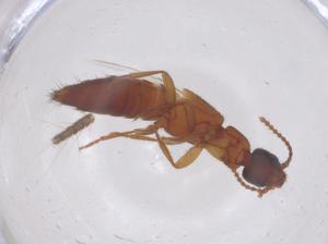  (Lithocharis uvida - CBG-B04967-E06)  @11 [ ] CreativeCommons - Attribution Share - Alike (2025) Centre for Biodiversity Genomics Centre for Biodiversity Genomics