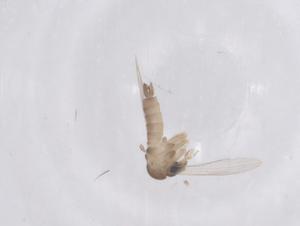  ( - CBG-B04969-B08)  @11 [ ] CreativeCommons - Attribution Share - Alike (2025) Centre for Biodiversity Genomics Centre for Biodiversity Genomics