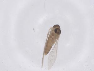  ( - CBG-B04969-F10)  @11 [ ] CreativeCommons - Attribution Share - Alike (2025) Centre for Biodiversity Genomics Centre for Biodiversity Genomics