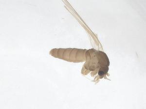  ( - CBG-B04970-A12)  @11 [ ] CreativeCommons - Attribution Share - Alike (2025) Centre for Biodiversity Genomics Centre for Biodiversity Genomics