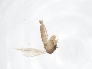  ( - CBG-B04970-H06)  @11 [ ] CreativeCommons - Attribution Share - Alike (2025) Centre for Biodiversity Genomics Centre for Biodiversity Genomics