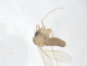  ( - CBG-B04971-A11)  @11 [ ] CreativeCommons - Attribution Share - Alike (2025) Centre for Biodiversity Genomics Centre for Biodiversity Genomics