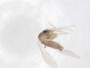  ( - CBG-B04972-C10)  @11 [ ] CreativeCommons - Attribution Share - Alike (2025) Centre for Biodiversity Genomics Centre for Biodiversity Genomics