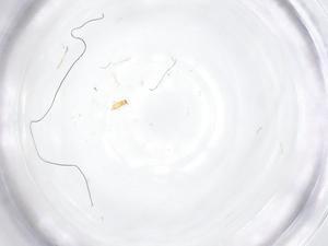  ( - CBG-B04972-H09)  @11 [ ] CreativeCommons - Attribution Share - Alike (2025) Centre for Biodiversity Genomics Centre for Biodiversity Genomics