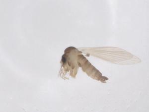  ( - CBG-B05003-A07)  @11 [ ] CreativeCommons - Attribution Share - Alike (2025) Centre for Biodiversity Genomics Centre for Biodiversity Genomics