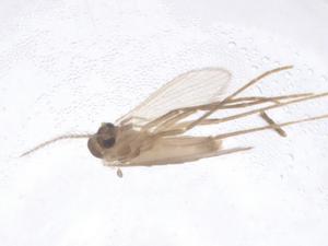  ( - CBG-B05003-D01)  @11 [ ] CreativeCommons - Attribution Share - Alike (2025) Centre for Biodiversity Genomics Centre for Biodiversity Genomics