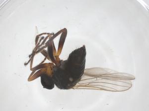  ( - CBG-B22596-H07)  @11 [ ] CreativeCommons - Attribution Share - Alike (2025) Centre for Biodiversity Genomics Centre for Biodiversity Genomics