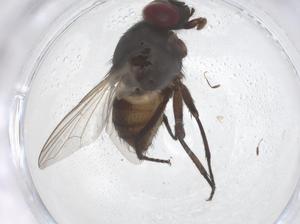  ( - CBG-B23644-C01)  @11 [ ] CreativeCommons - Attribution Share - Alike (2025) Centre for Biodiversity Genomics Centre for Biodiversity Genomics