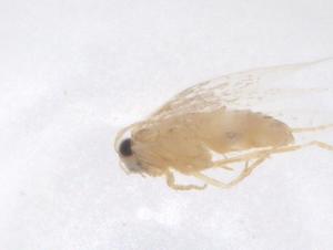  ( - CBG-B23651-A01)  @11 [ ] CreativeCommons - Attribution Share - Alike (2025) Centre for Biodiversity Genomics Centre for Biodiversity Genomics