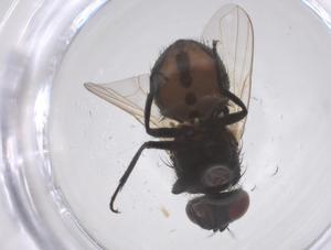  ( - CBG-B23668-G12)  @11 [ ] CreativeCommons - Attribution Share - Alike (2025) Centre for Biodiversity Genomics Centre for Biodiversity Genomics