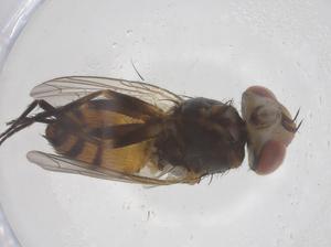  ( - CBG-B23669-F04)  @11 [ ] CreativeCommons - Attribution Share - Alike (2025) Centre for Biodiversity Genomics Centre for Biodiversity Genomics