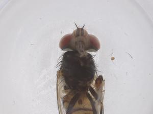  ( - CBG-B23674-A12)  @11 [ ] CreativeCommons - Attribution Share - Alike (2025) Centre for Biodiversity Genomics Centre for Biodiversity Genomics