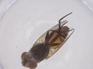  ( - CBG-B23674-C09)  @11 [ ] CreativeCommons - Attribution Share - Alike (2025) Centre for Biodiversity Genomics Centre for Biodiversity Genomics