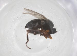  ( - CBG-B23675-D02)  @11 [ ] CreativeCommons - Attribution Share - Alike (2025) Centre for Biodiversity Genomics Centre for Biodiversity Genomics