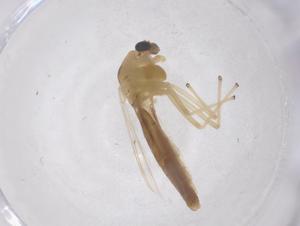  ( - CBG-B23708-A06)  @11 [ ] CreativeCommons - Attribution Share - Alike (2025) Centre for Biodiversity Genomics Centre for Biodiversity Genomics