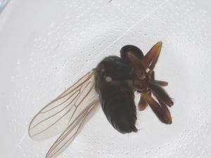  ( - CBG-B23709-F08)  @11 [ ] CreativeCommons - Attribution Share - Alike (2025) Centre for Biodiversity Genomics Centre for Biodiversity Genomics