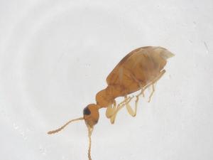  ( - CBG-B23710-A03)  @11 [ ] CreativeCommons - Attribution Share - Alike (2025) Centre for Biodiversity Genomics Centre for Biodiversity Genomics