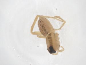  ( - CBG-B23710-A08)  @11 [ ] CreativeCommons - Attribution Share - Alike (2025) Centre for Biodiversity Genomics Centre for Biodiversity Genomics