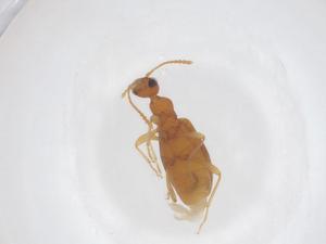  ( - CBG-B23710-C04)  @11 [ ] CreativeCommons - Attribution Share - Alike (2025) Centre for Biodiversity Genomics Centre for Biodiversity Genomics