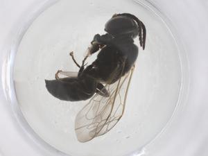  ( - CBG-B23713-A02)  @11 [ ] CreativeCommons - Attribution Share - Alike (2025) Centre for Biodiversity Genomics Centre for Biodiversity Genomics