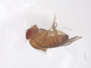  ( - CBG-B01139-A01)  @11 [ ] CreativeCommons - Attribution Share - Alike (2025) Centre for Biodiversity Genomics Centre for Biodiversity Genomics