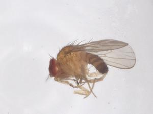  ( - CBG-B01139-A04)  @11 [ ] CreativeCommons - Attribution Share - Alike (2025) Centre for Biodiversity Genomics Centre for Biodiversity Genomics