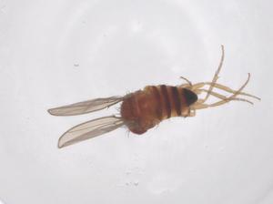  ( - CBG-B01139-A05)  @11 [ ] CreativeCommons - Attribution Share - Alike (2025) Centre for Biodiversity Genomics Centre for Biodiversity Genomics