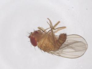  ( - CBG-B01139-A07)  @11 [ ] CreativeCommons - Attribution Share - Alike (2025) Centre for Biodiversity Genomics Centre for Biodiversity Genomics