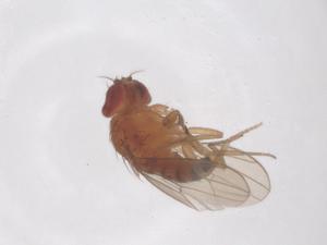  ( - CBG-B01139-A10)  @11 [ ] CreativeCommons - Attribution Share - Alike (2025) Centre for Biodiversity Genomics Centre for Biodiversity Genomics